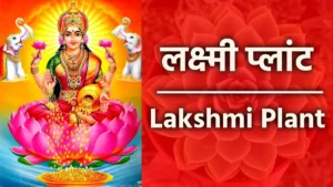 Lakshmi Plant